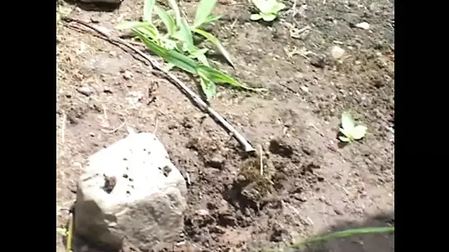 Hot dog for a fierce female in desire