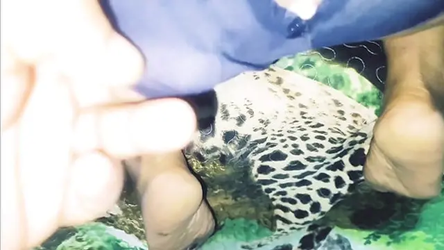 hunk Bear tore my shorts and slammed into my open hole